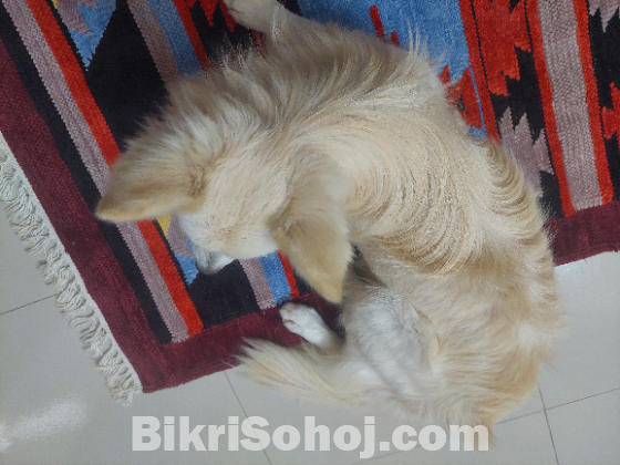 Selling Japanese Spitz Dog